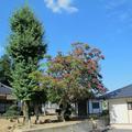 随雲山　龍澤寺の百日紅（サルスベリ）