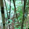 本谷の虎斑竹(トラフダケ)自生地(国指定天然記念物)