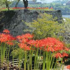 津山城（鶴山公園）の彼岸花（曼珠沙華）