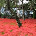 川東公園の彼岸花（真庭市古見）