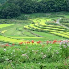 大垪和と打穴の彼岸花