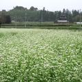 奈義の蕎麦畑と彼岸花