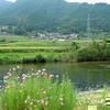 吉見と妙原の彼岸花(曼珠沙華)