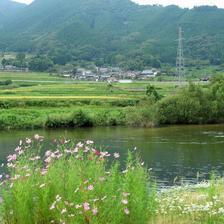 吉見と妙原の彼岸花（曼珠沙華）