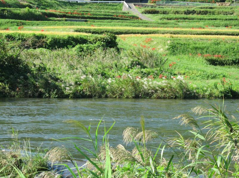 「曼珠沙華(彼岸花)」 岩絵の具 額入り 東山魁夷の流派 曼珠沙華(彼岸花)」 岩絵の具 額入り】東山魁夷の流派（作品名