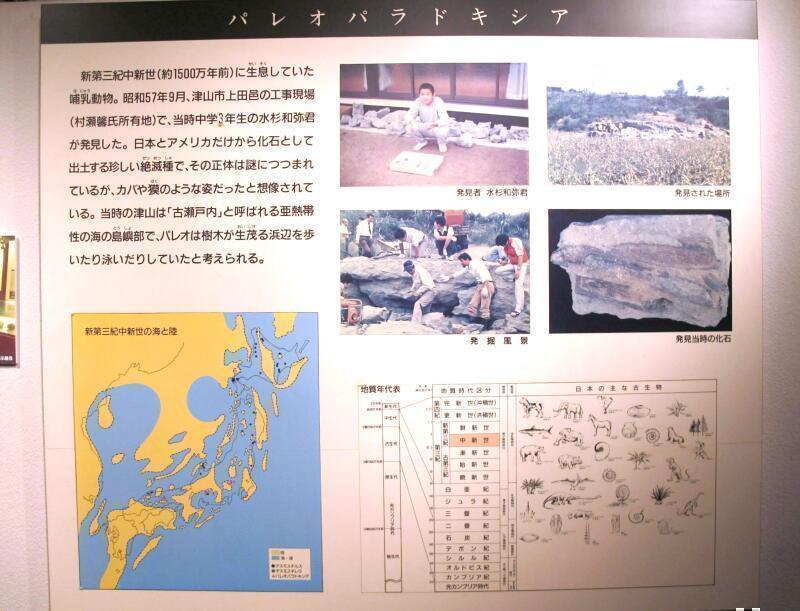 県内で唯一展示！1500万年前のパレオパラドキシアの化石 - 津山瓦版