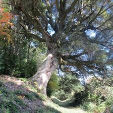 夢中山　幻住寺の裏山のシイの木が見事です。