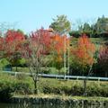美作市総合運動公園（岡山県美作ラグビー・サッカー場）内の紅葉