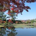 衆楽園の紅葉の様子です。