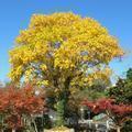 中山神社境内の紅葉の様子