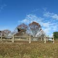 沼の弥生住居跡群