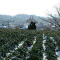 小田中の冬景色