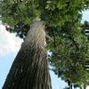広戸神社境内のスギ(津山市指定記念物)