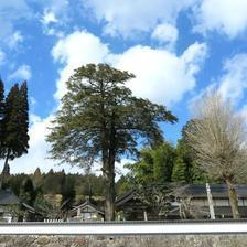 無量山　極楽寺のカヤ（加茂町宇野）