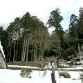 物見神社のモミ（加茂町物見）