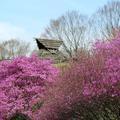 沼のツツジが綺麗でした。