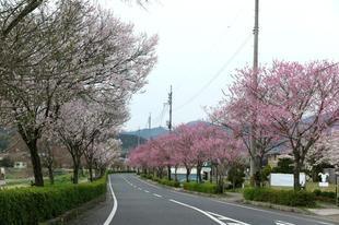 higashi-sakura.jpg