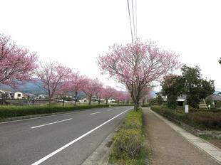 higashi-sakura10.jpg