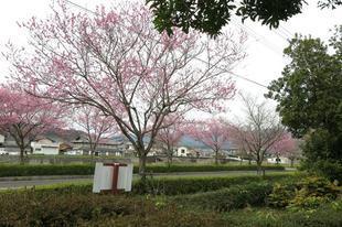 higashi-sakura2.jpg