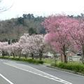 東一宮のさくら並木が綺麗です。