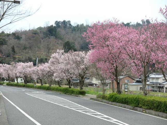 higashi-sakura3.jpg