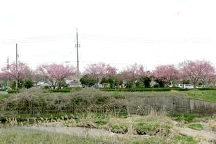 higashi-sakura6.jpg