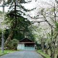 美作河井駅周辺のさくら