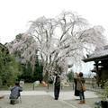 2017年千光寺の枝垂桜です。