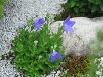 kokubunji2017-6-10.jpg