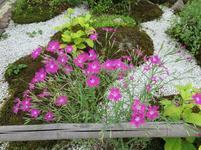 kokubunji2017-6-12.jpg