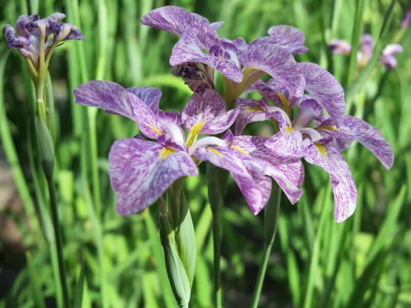 花菖蒲 苗 f_jpg
