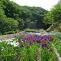 久米南町の花菖蒲園