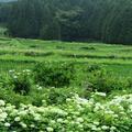 阿波の高福寺のアジサイの花（2017年）