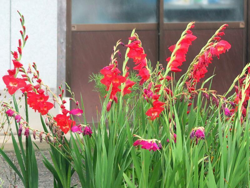 あやべ花野みち - 津山瓦版