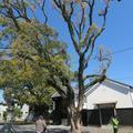 徳守神社の社前にある椋の木