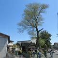 若宮神社の椋の木