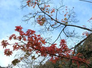 2016.12.14momiji.jpg