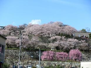 2017-04-12sakura190.JPG