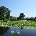 衆楽園の「皇太子殿下御手植松」のなぞ。