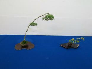 bonsai1.jpg