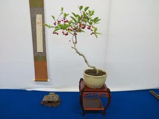 bonsai14.jpg