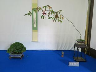 bonsai15.jpg