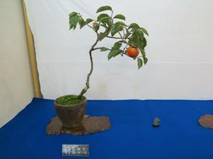 bonsai25.jpg