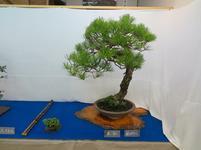 bonsai4.jpg