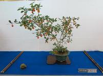 bonsai5.jpg