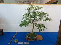 bonsai7.jpg