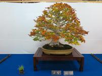 bonsai8.jpg