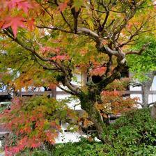 善應寺の樹令200年の「傘大モミジ」