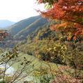 津川ダム湖周辺の紅葉