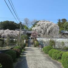 2018 千光寺の枝垂桜が綺麗です。